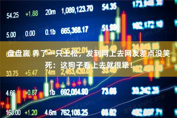 盘盘赢 养了一只土松，发到网上去网友差点没笑死：这狗子看上去就很犟！